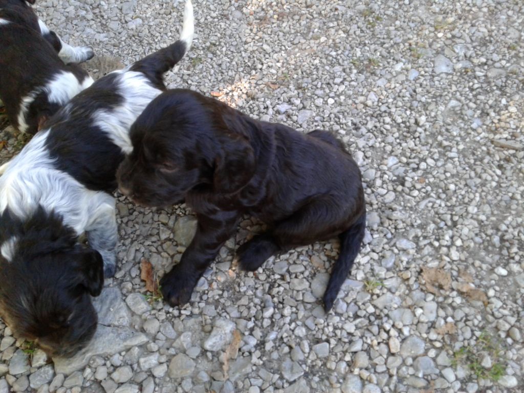 Des monts d'ain - Chiots disponibles - Chien d'Oysel allemand