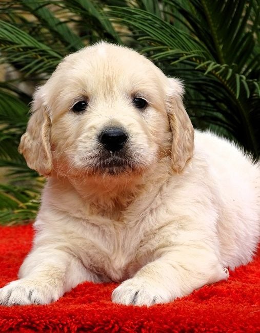 du Sarmizegetusa Regia - Chiots disponibles - Golden Retriever