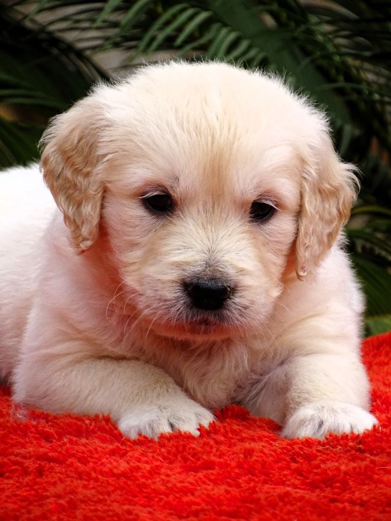 du Sarmizegetusa Regia - Chiots disponibles - Golden Retriever