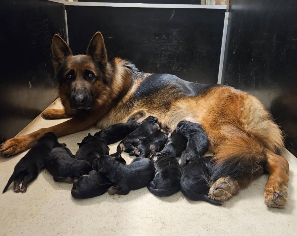 Chiot Berger Allemand De l'hacienda del matador