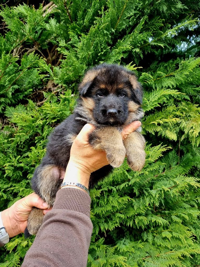 De l'hacienda del matador - Chiots disponibles - Berger Allemand