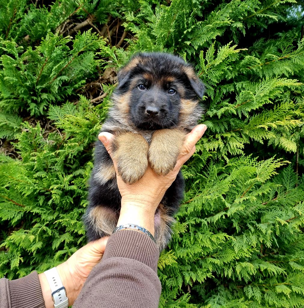 De l'hacienda del matador - Chiots disponibles - Berger Allemand