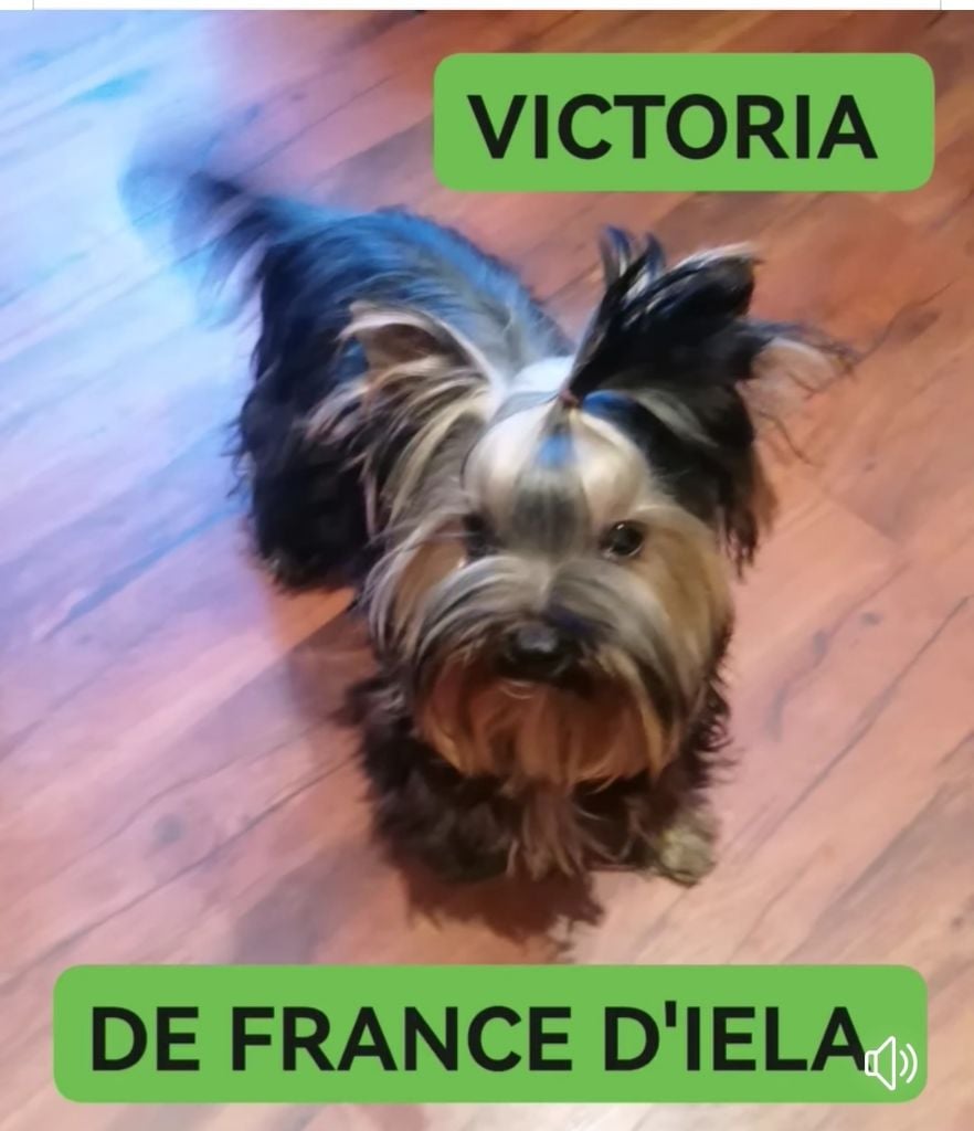 de France D'Iela - VICTORIA DE FRANCE D'IELA 