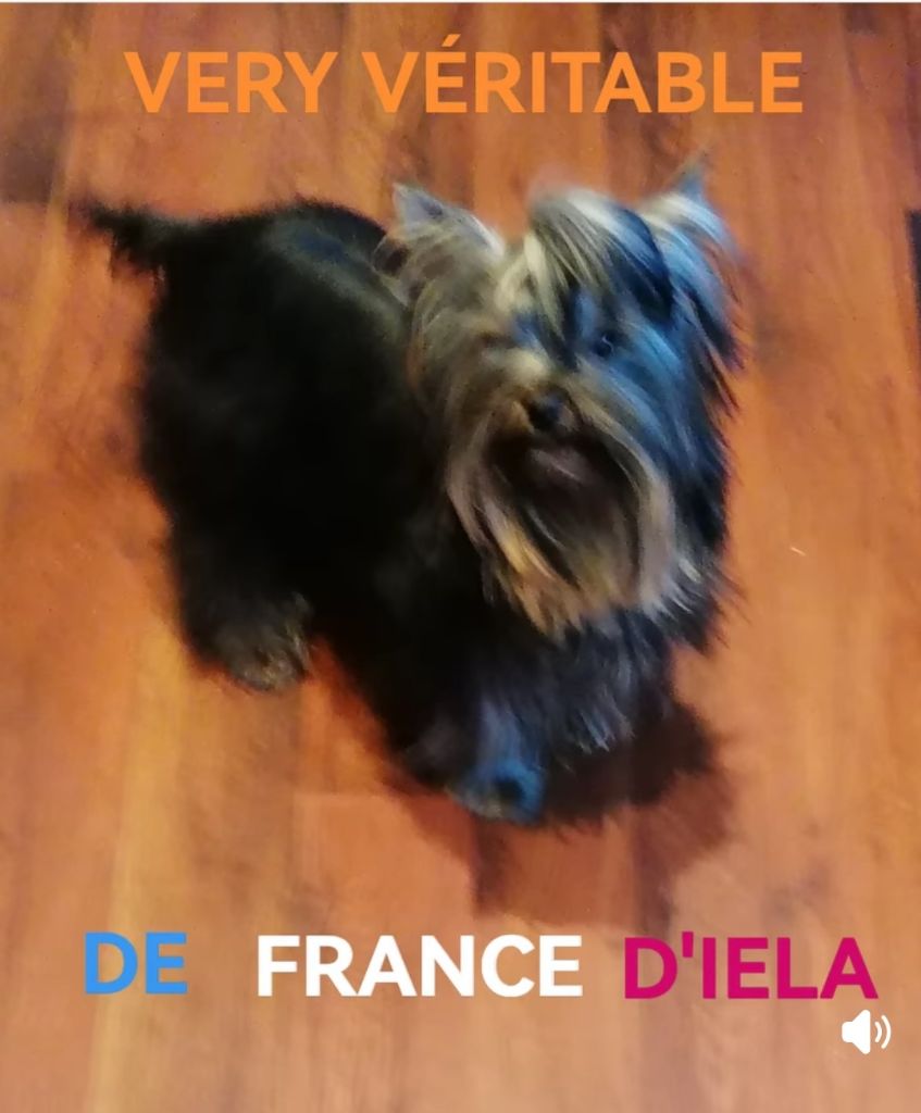 VERY VERITABLE DÉ FRANCE D'IELA..,.