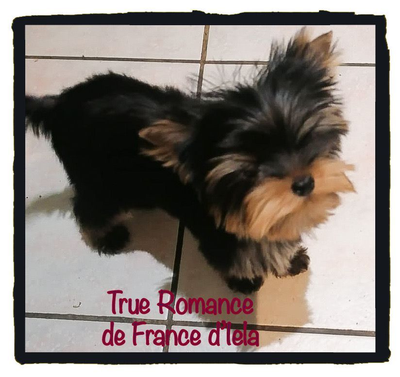 de France D'Iela - DES NEWS DE TRUE ROMANCE 