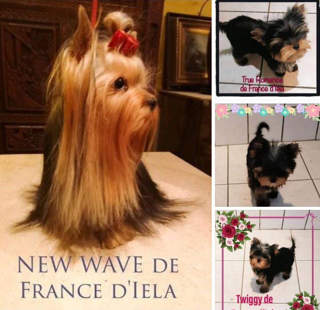 de France D'Iela - NEW WAVE ET SES FILLES !