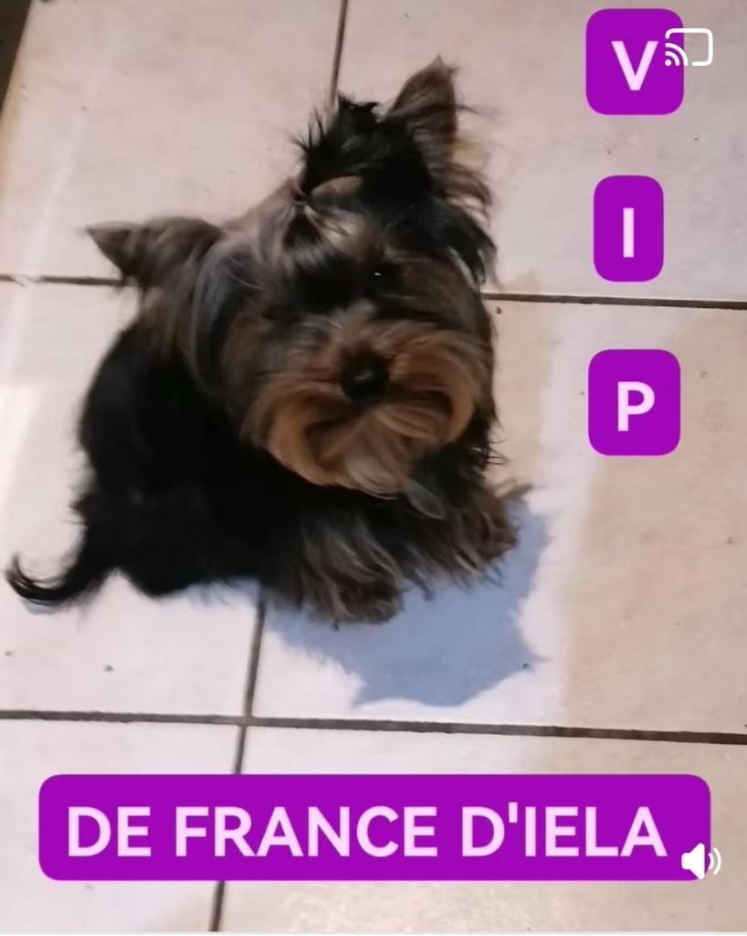 de France D'Iela - Chiots disponibles - Yorkshire Terrier