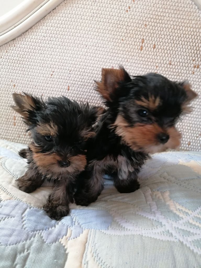 Chiot Yorkshire Terrier de France D'Iela