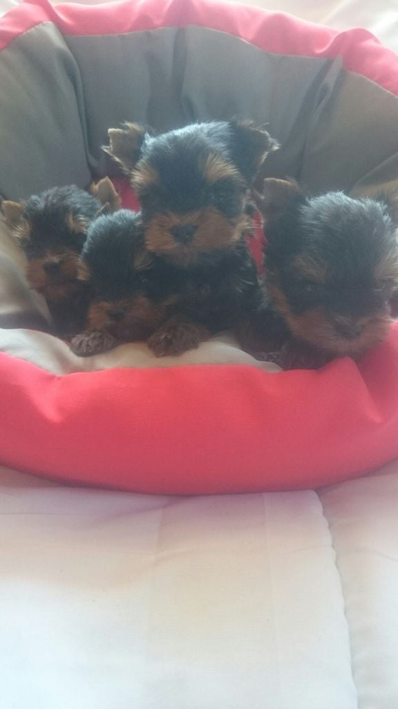 Chiot Yorkshire Terrier de France D'Iela