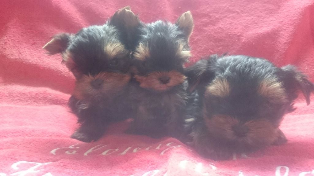 Chiot Yorkshire Terrier de France D'Iela