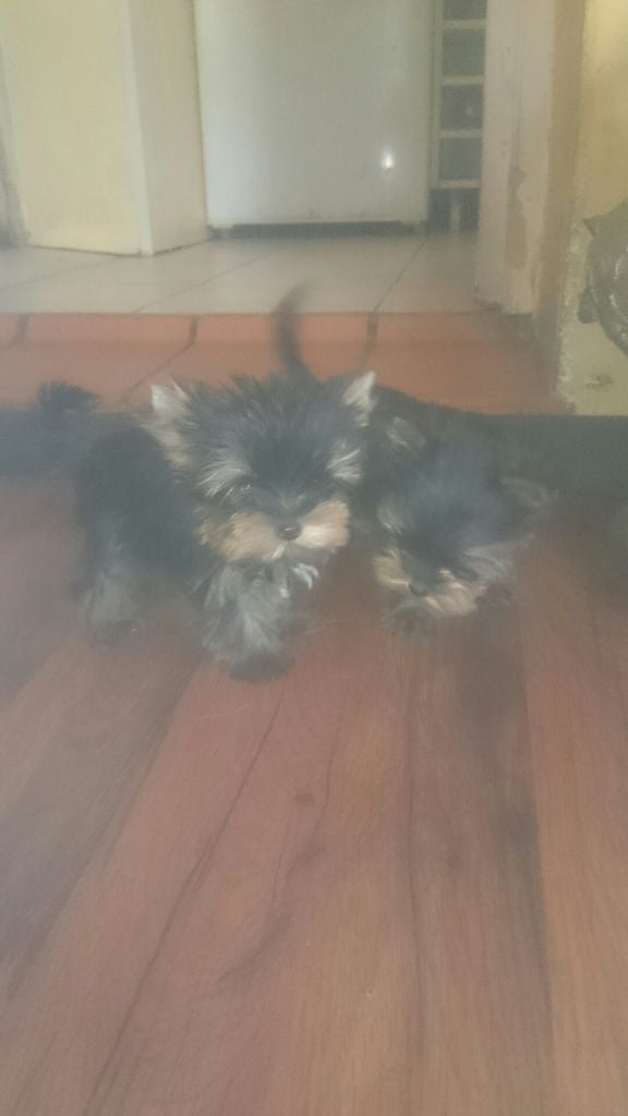 Chiot Yorkshire Terrier de France D'Iela