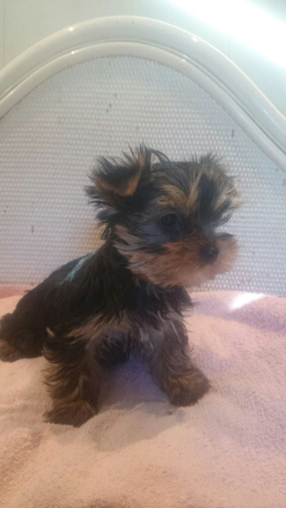 de France D'Iela - Chiots disponibles - Yorkshire Terrier