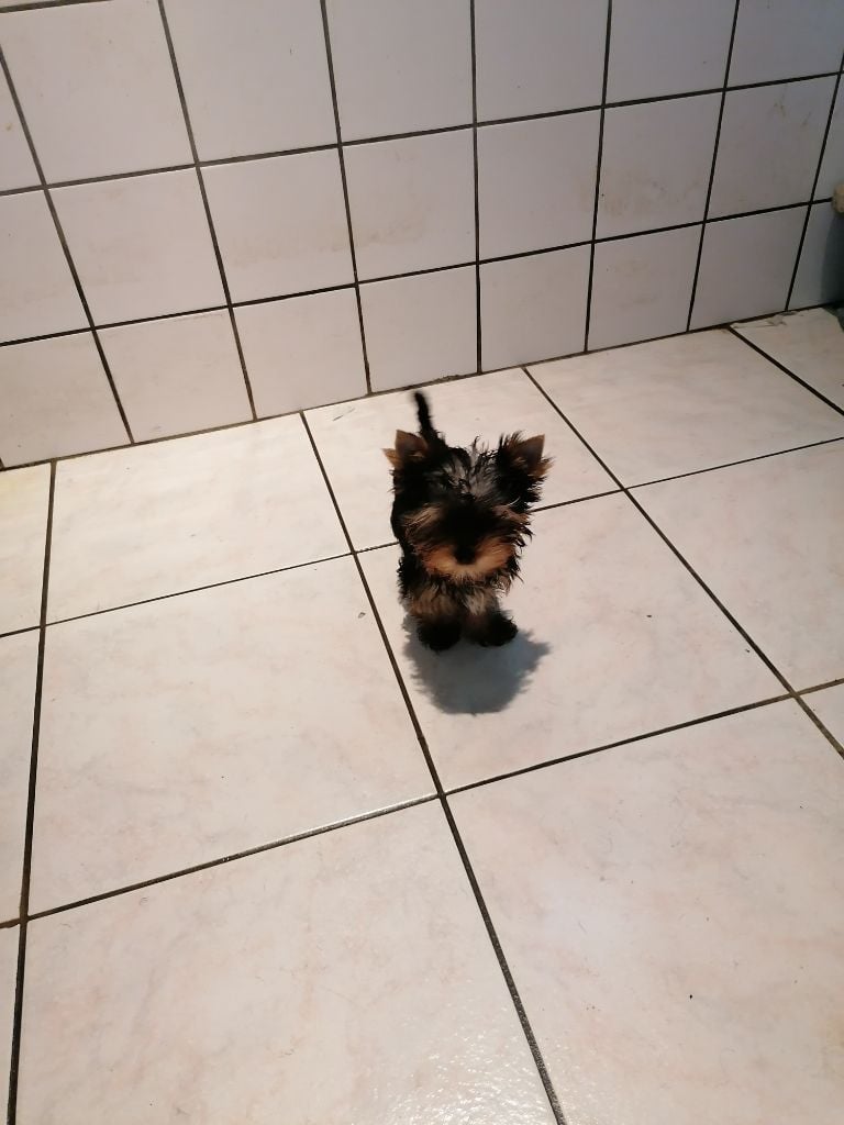 de France D'Iela - Chiots disponibles - Yorkshire Terrier