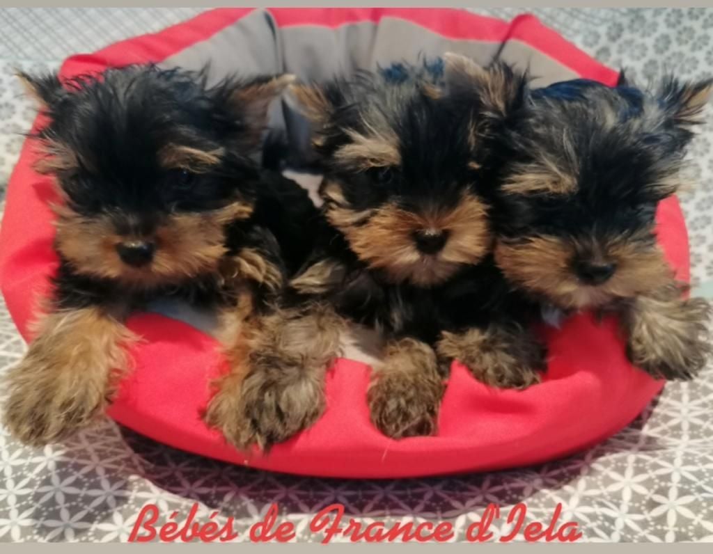 Chiot Yorkshire Terrier de France D'Iela