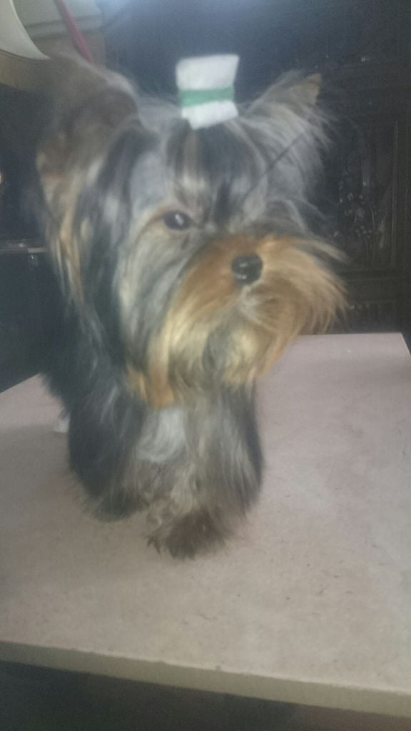 de France D'Iela - Chiots disponibles - Yorkshire Terrier