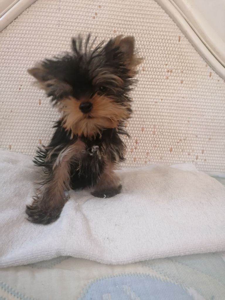 de France D'Iela - Chiots disponibles - Yorkshire Terrier