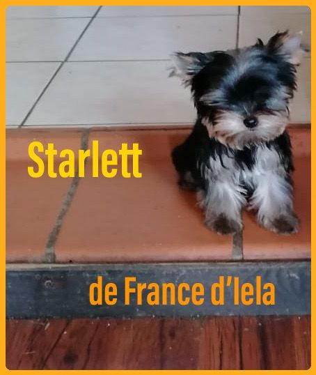 STARLETT