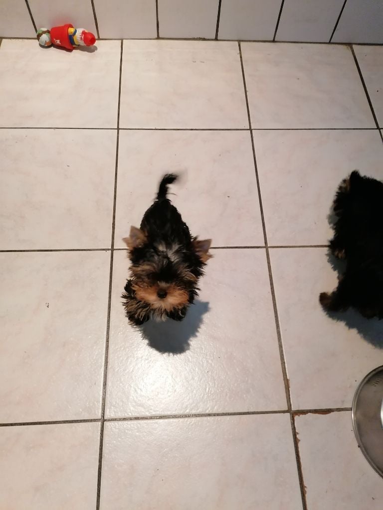 de France D'Iela - Chiots disponibles - Yorkshire Terrier