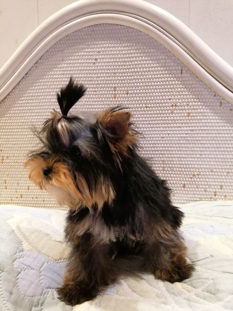 de France D'Iela - Chiots disponibles - Yorkshire Terrier