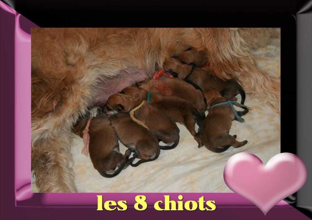 De stephieci - chiots de Louve de Stéphieci le 28 mai 2021