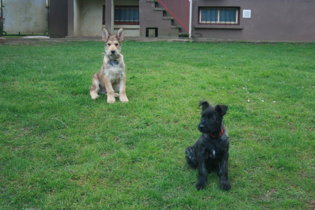 De stephieci - les chiots de Lexie et Oscar du 25 décembre 2020