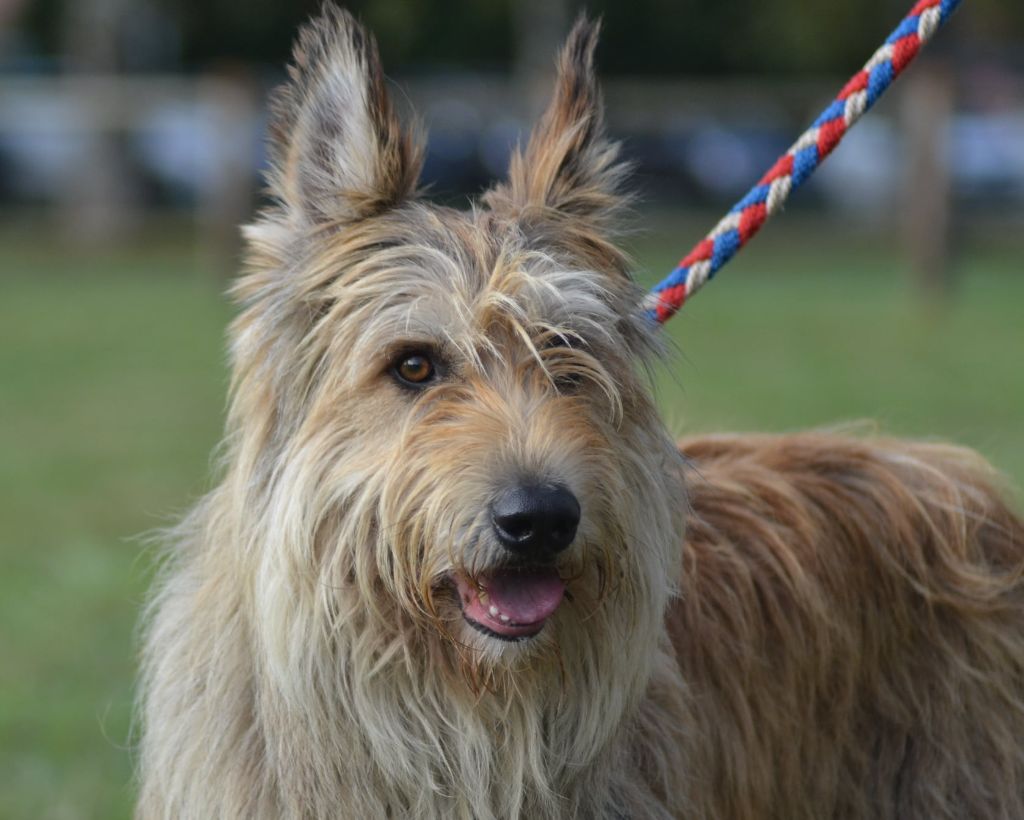 De stephieci - Les résultats d'Oscar le papa des futurs chiots de Poison et Lexie 