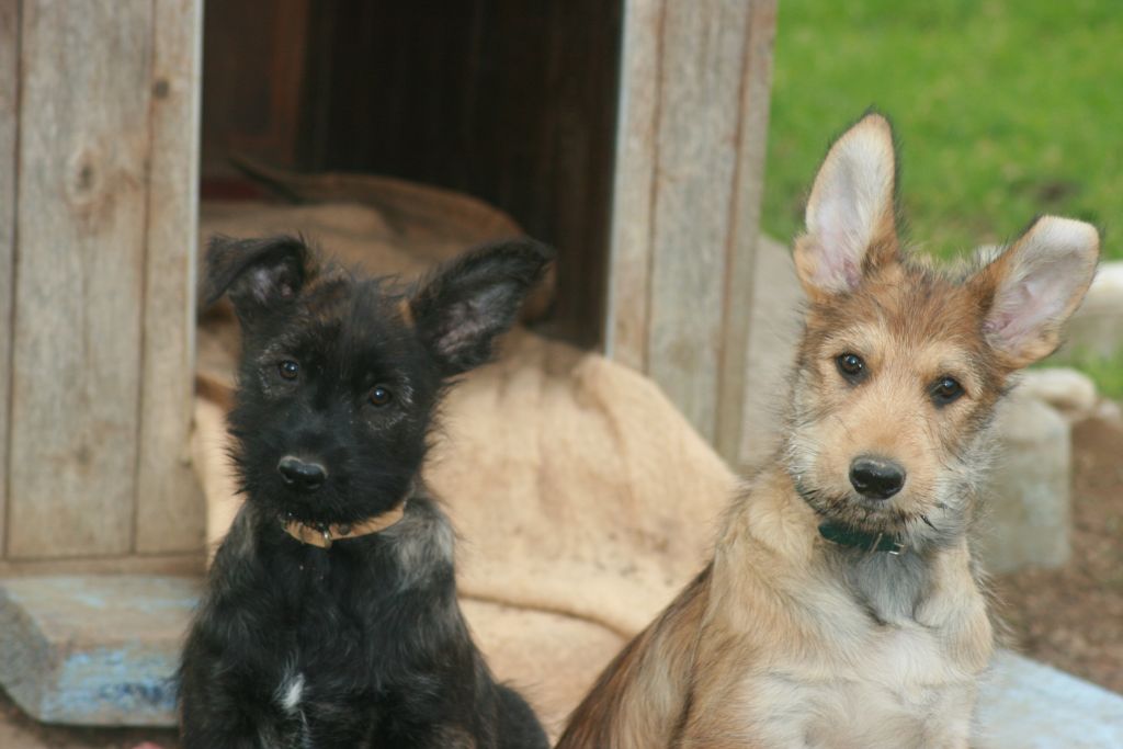 De stephieci - les chiots de Lexie et Oscar du 25 décembre 2020