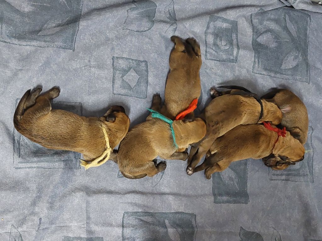 De stephieci - naissance des 6 chiots de Racache de Stéphieci