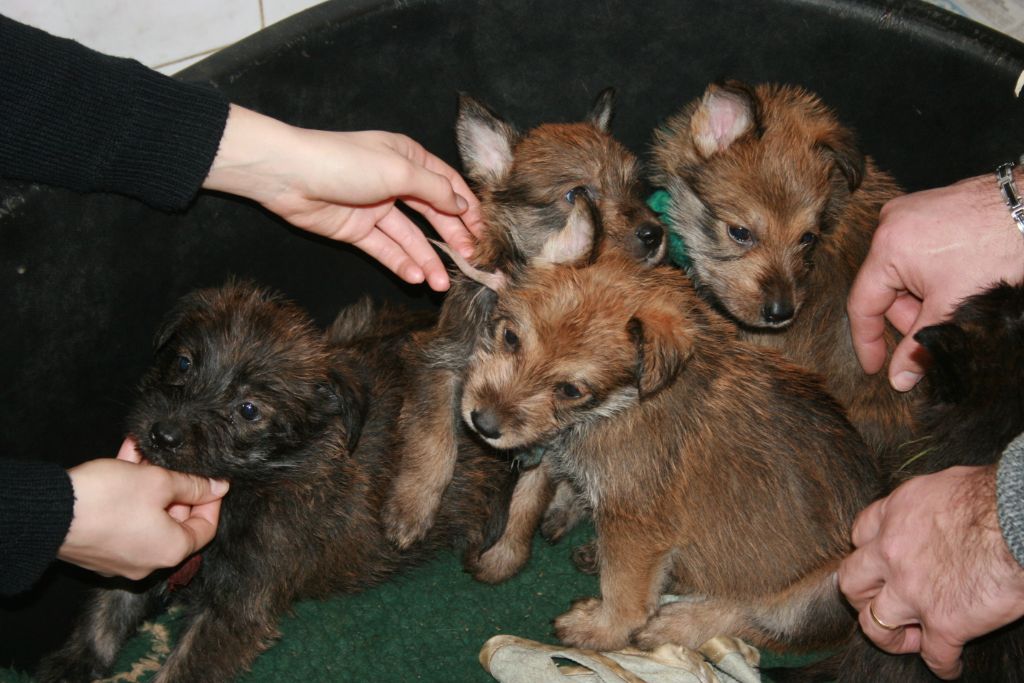 De stephieci - une vidéo des chiots en séance câlinous 