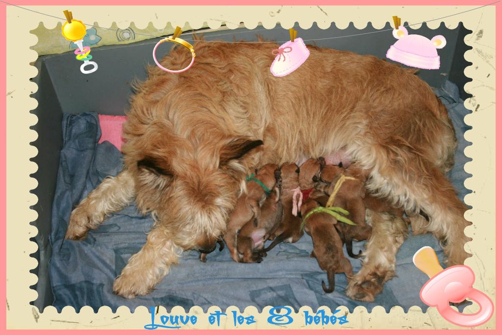 De stephieci - naissance des chiots de louve de Stéphieci