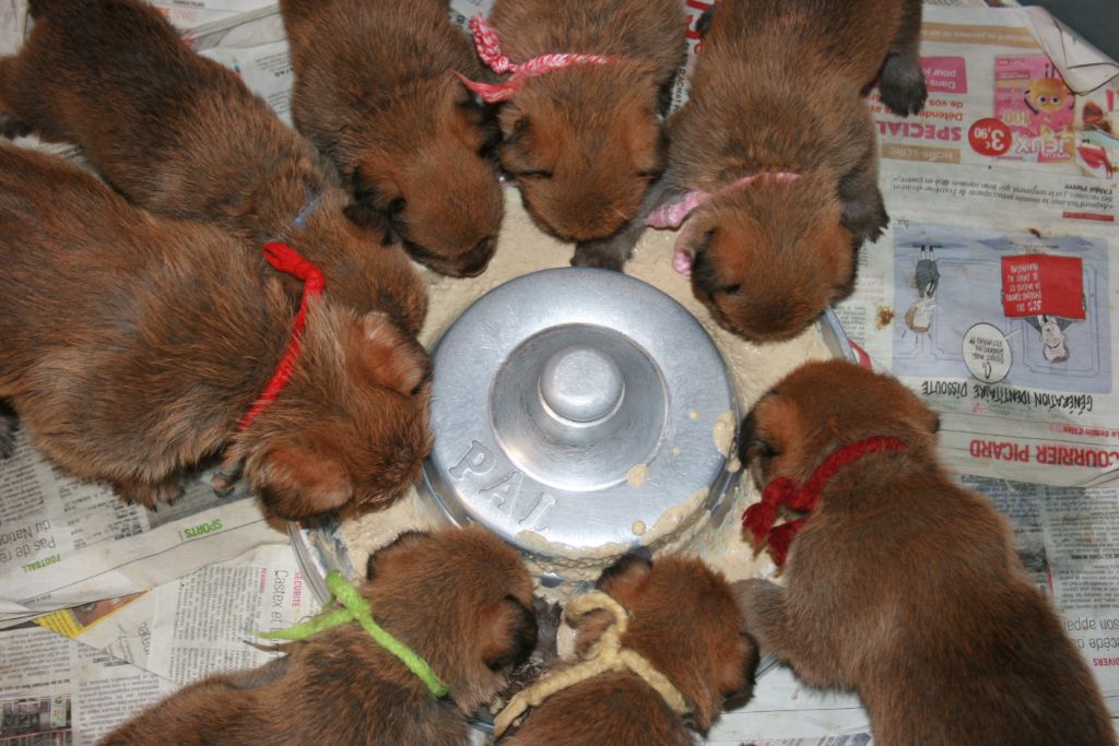 De stephieci - Les chiots de louve de Stéphieci