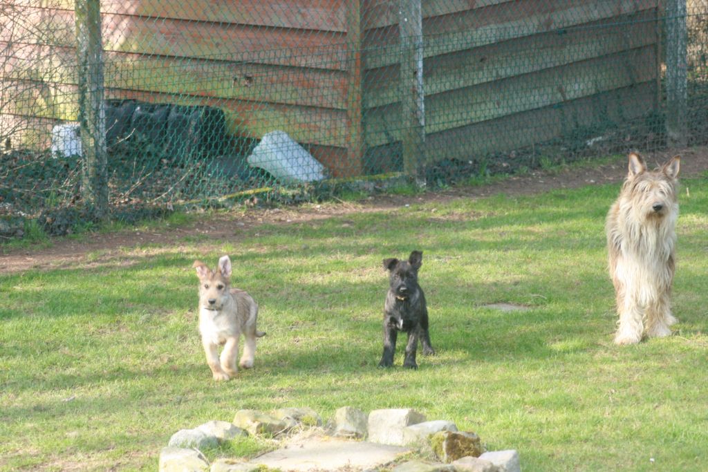 De stephieci - les chiots de Lexie et Oscar du 25 décembre 2020