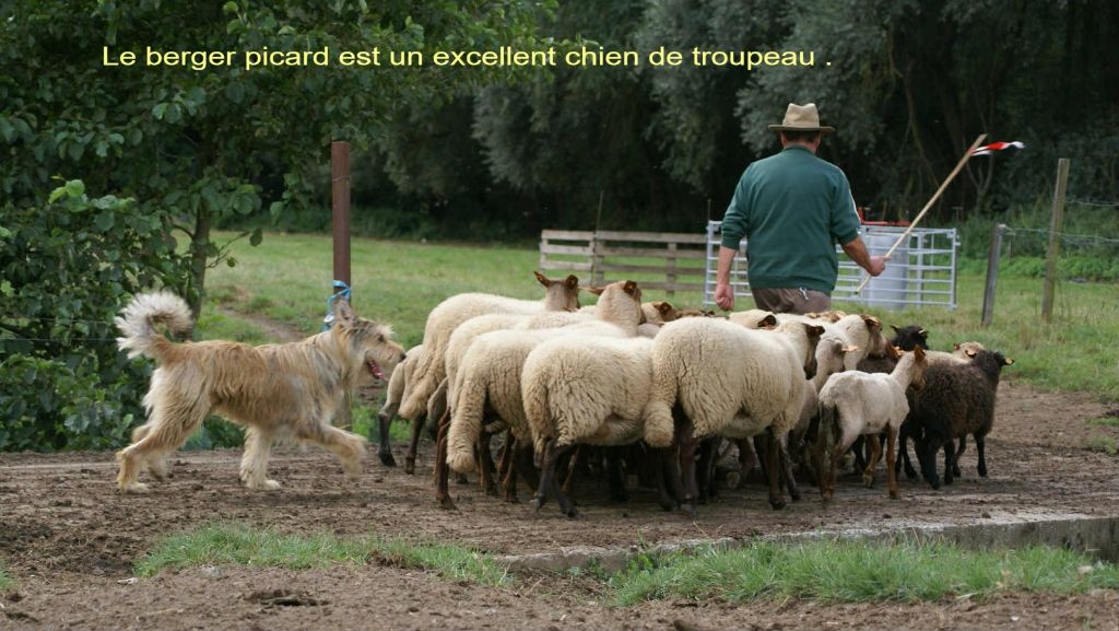 De stephieci - article du journal l'Action Agricole Picarde