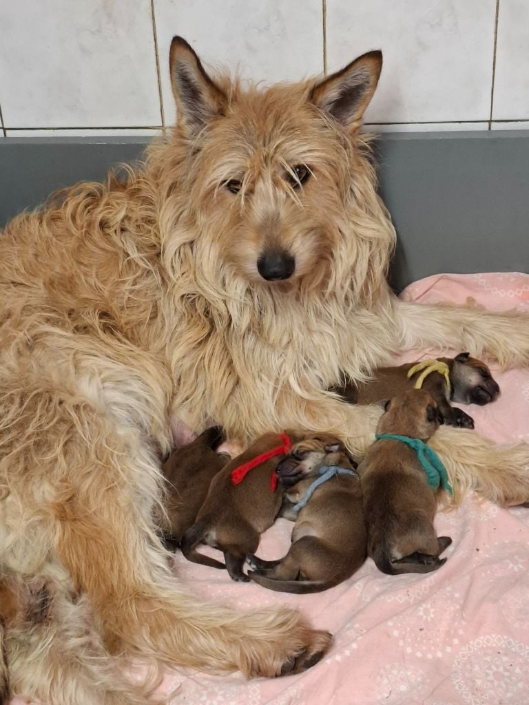 Chiot Berger de Picardie De stephieci