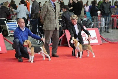 de Maxcecan - Deux chiens de Maxcecan gagnent au Portugal