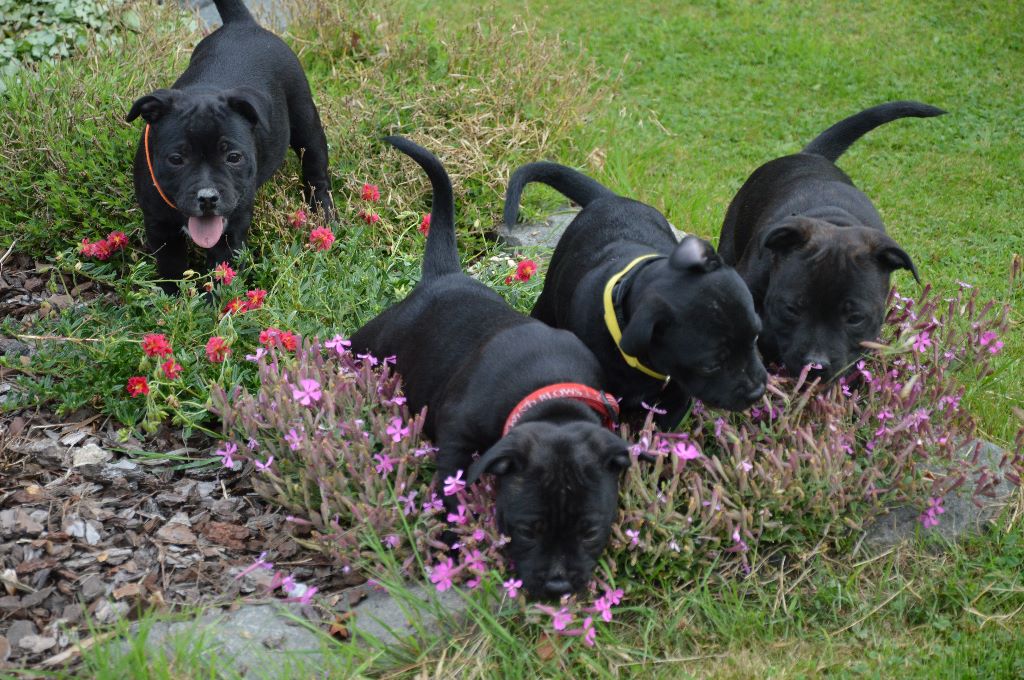 Chiot Staffordshire Bull Terrier du Fond Touyen