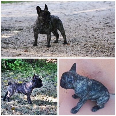 de la tour Cedriere - DES CHIOTS MAGIQUES A L'IMAGE DE LEUR PERE!