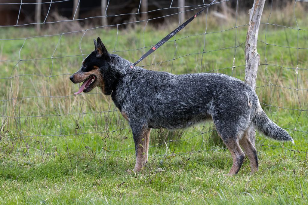 chiots bleus lof prévus vers le 14 juillet