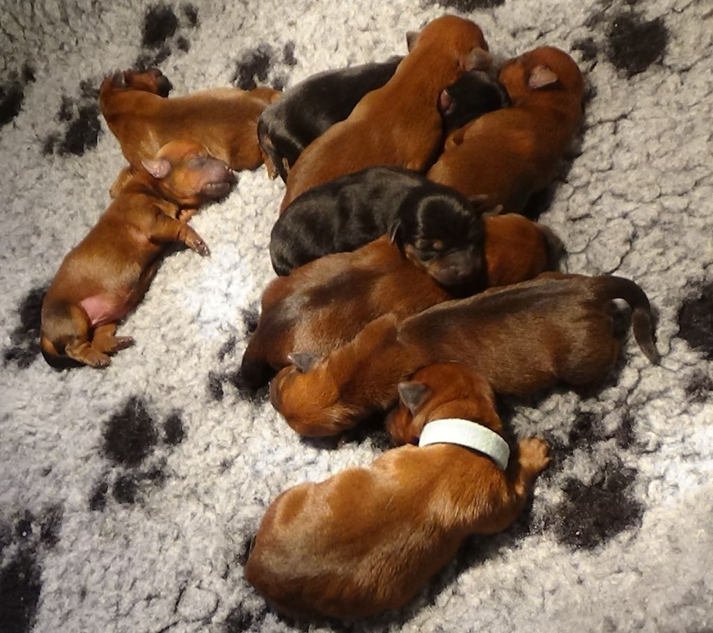 Une portée de 9 chiots est née le 10 novembre 2022