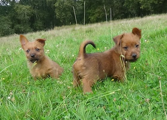 Chiot Australian Terrier Ridgey Didge