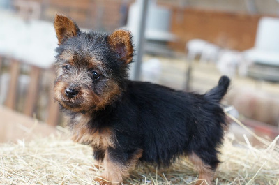 CHIOT - Terrier Australien