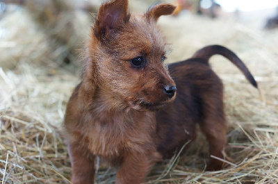 CHIOT - Terrier Australien