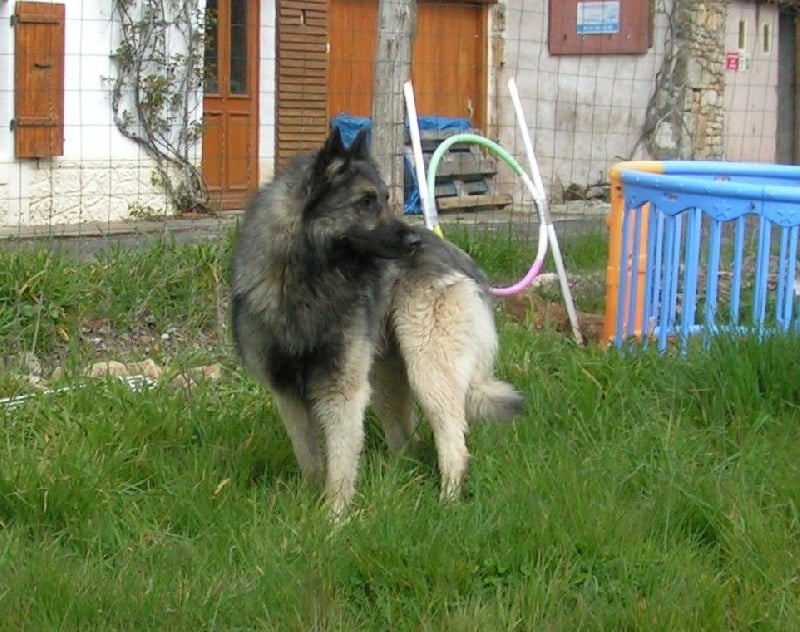 Chiot Berger Belge Du Verger de L'Aubretière