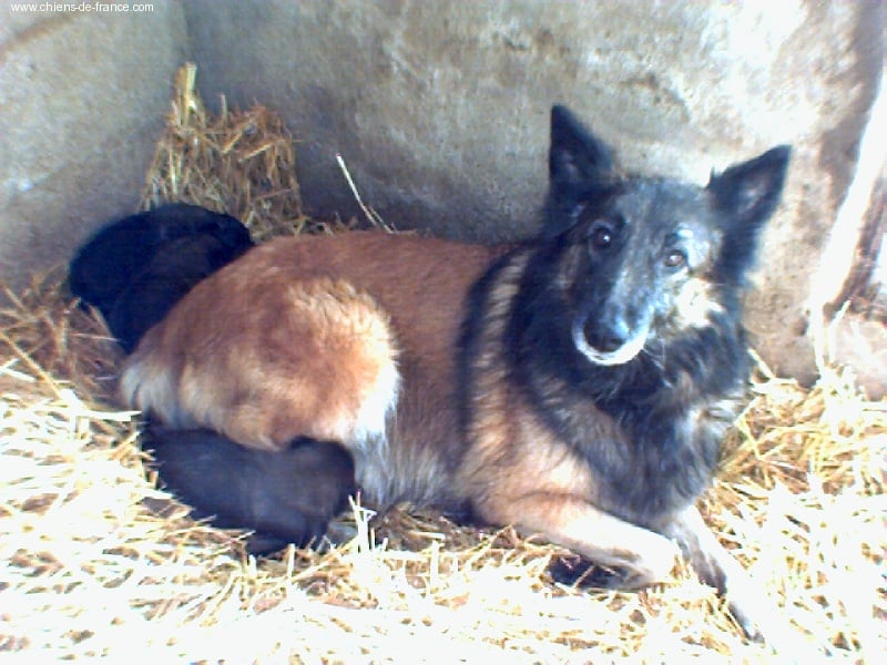 Du Verger de L'Aubretière - Berger Belge - Portée née le 27/11/2006