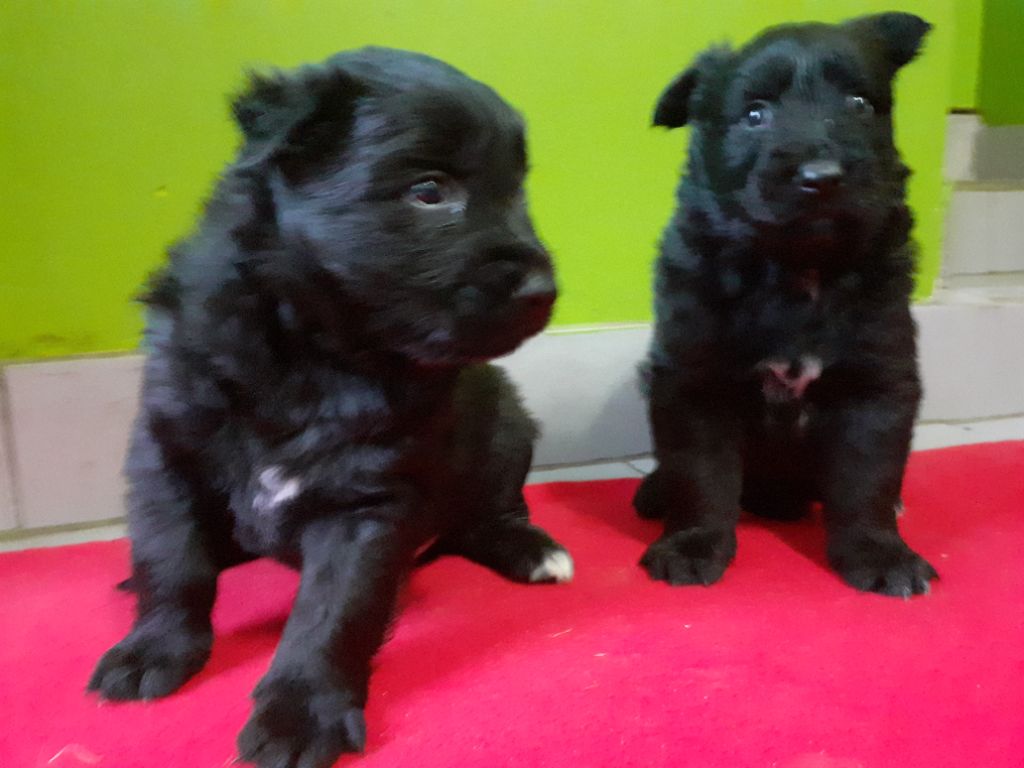 Du Verger de L'Aubretière - Chiots disponibles - Berger Belge