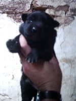 CHIOT