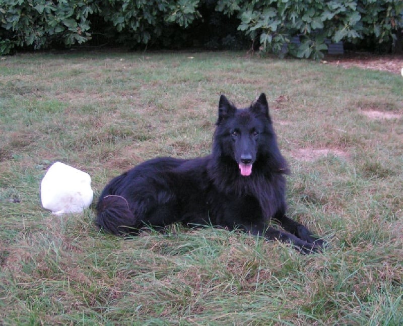 Chiot Berger Belge Du Verger de L'Aubretière