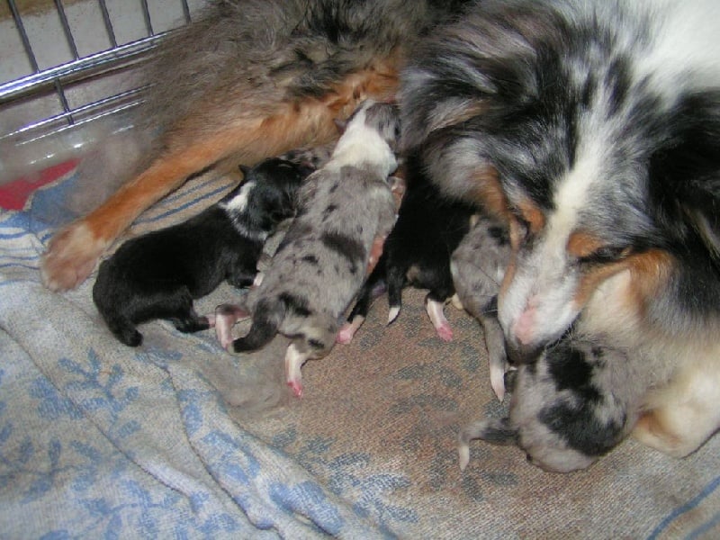 Du Verger de L'Aubretière - Shetland Sheepdog - Portée née le 03/06/2014