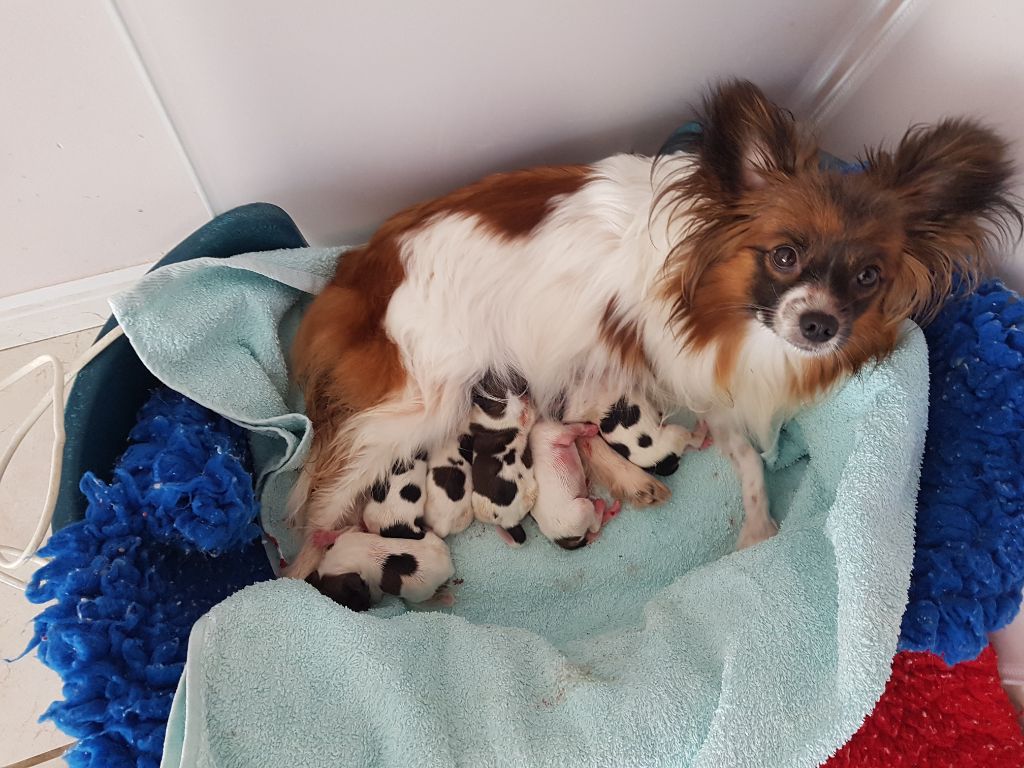 Magnifique portée de 6 chiots !