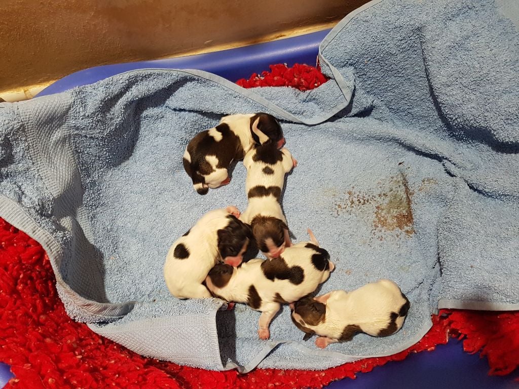 Superbe portée de 5 bébés